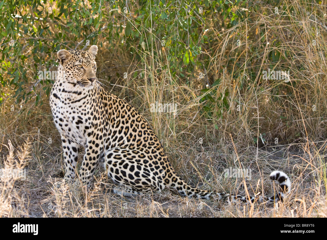 Un leopardo, Panthera pardus, seduti nel Parco Nazionale di Kruger, Sud Africa Foto Stock