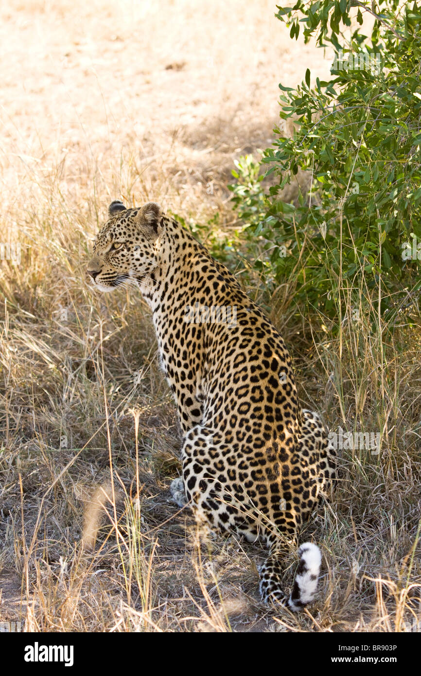 Un leopardo, Panthera pardus, seduti nel Parco Nazionale di Kruger, Sud Africa Foto Stock