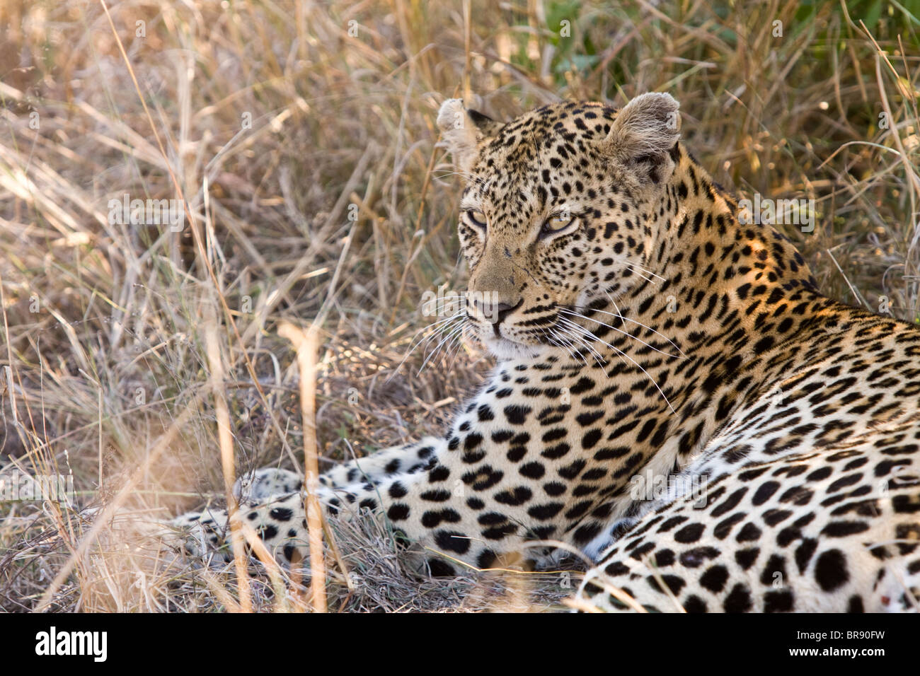 Un leopardo, Panthera pardus, riposo nel Parco Nazionale di Kruger, Sud Africa Foto Stock