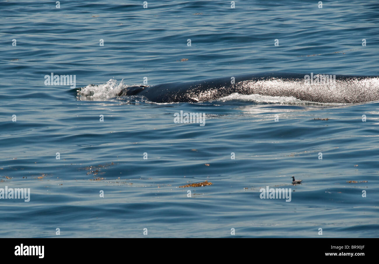 Humpback Whale rising per aria. Foto Stock