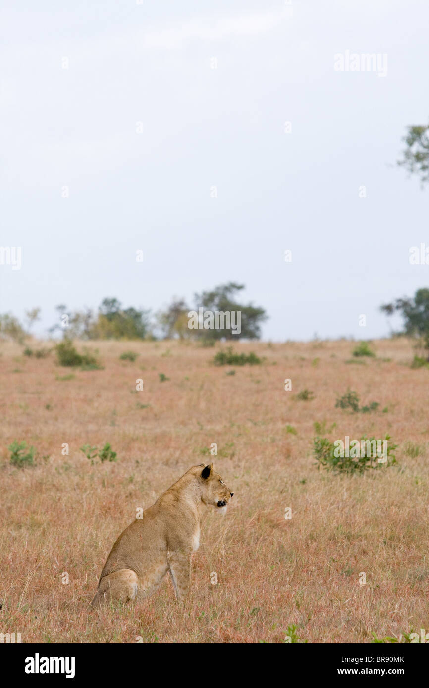 Una femmina di Lion o leonessa, Panthera leo, sedersi e guardare in un parco giochi in Sud Africa Foto Stock