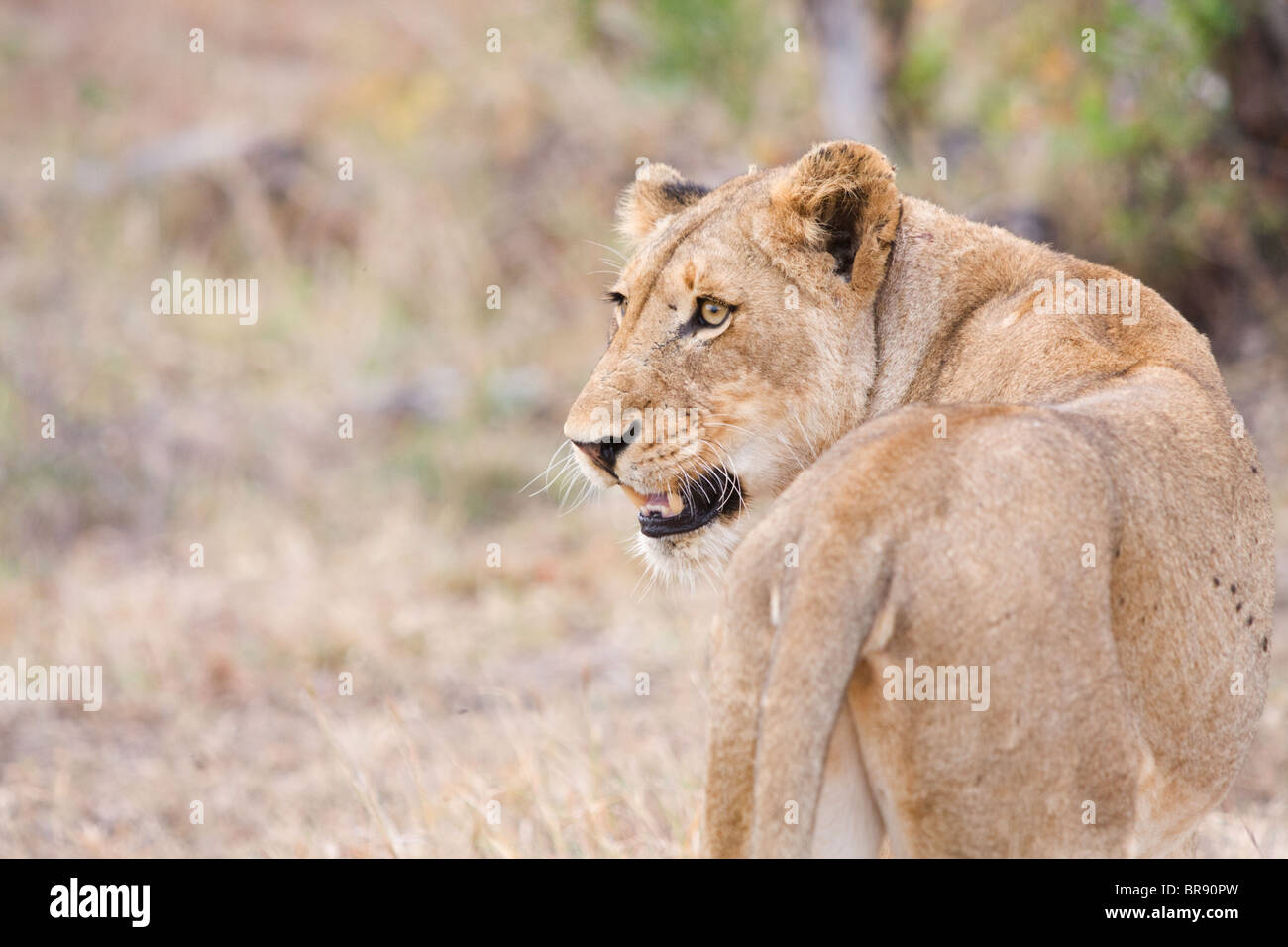 Una femmina di Lion o leonessa, Panthera leo, con la bocca aperta svolta a guardare preda Foto Stock
