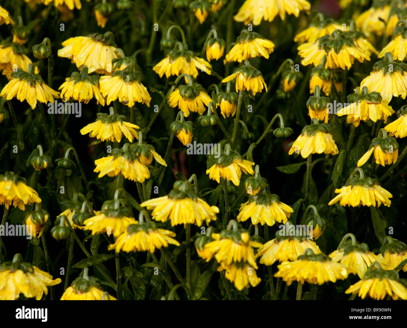 Crisantemo giallo fiori avvizzimento nel calore ed essendo ravvivato da acquolina Foto Stock