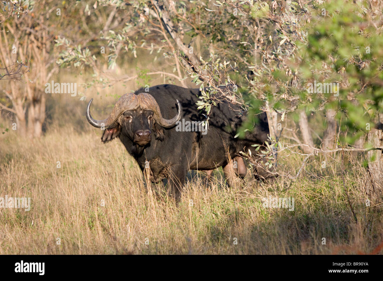 Solitaria bufalo africano, noto anche come Cape Buffalo, Syncerus caffer, nel Parco Nazionale di Kruger, Sud Africa Foto Stock