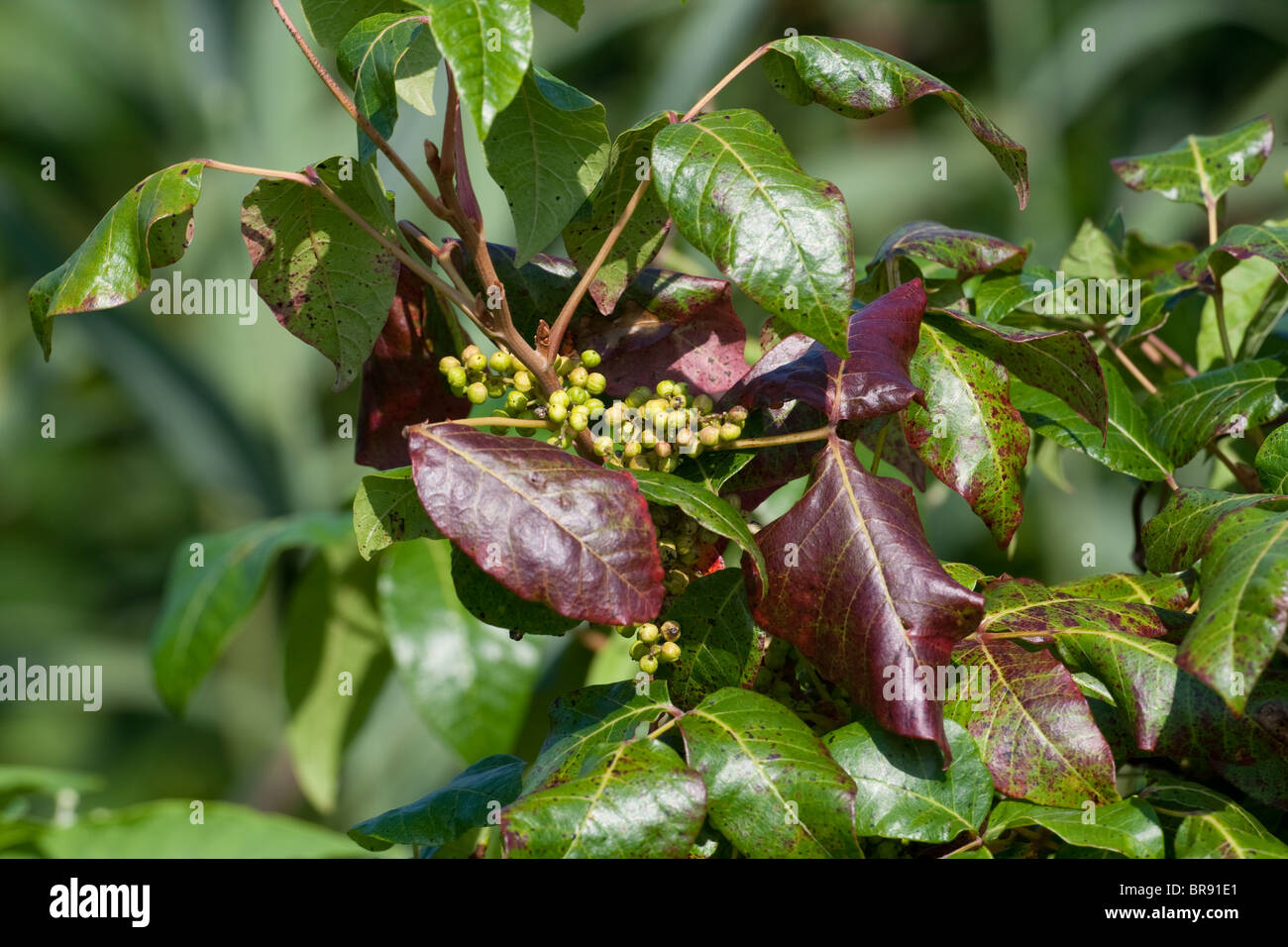 Poison Ivy con bacche visibile Foto Stock