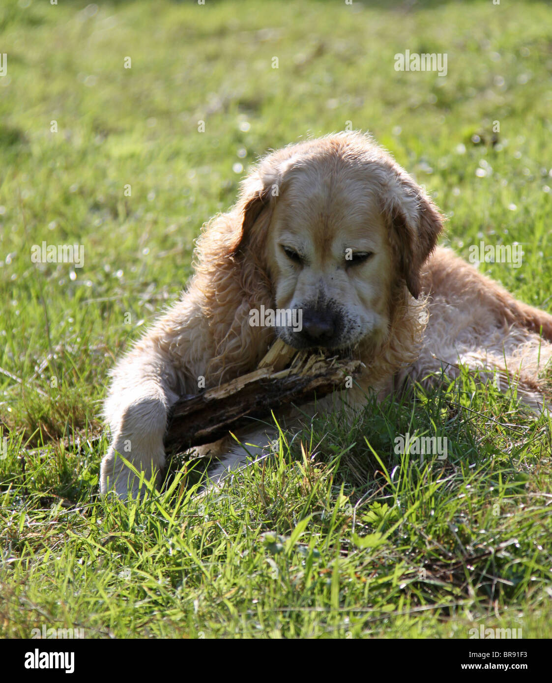 Il Golden Retriever cane masticare un bastone Foto Stock