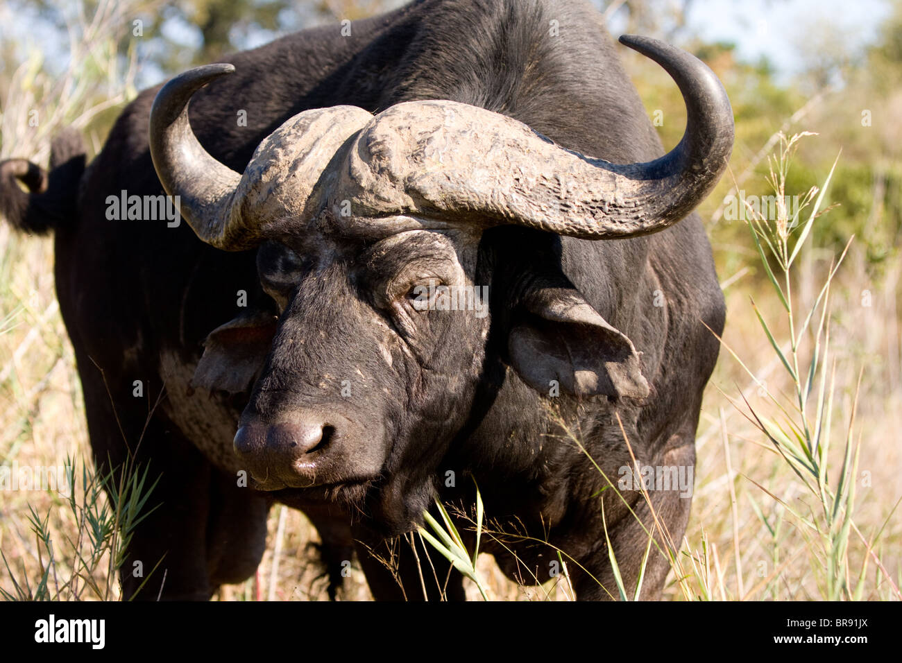 Solitaria bufalo africano, noto anche come Cape Buffalo, Syncerus caffer, nel Parco Nazionale di Kruger, Sud Africa Foto Stock