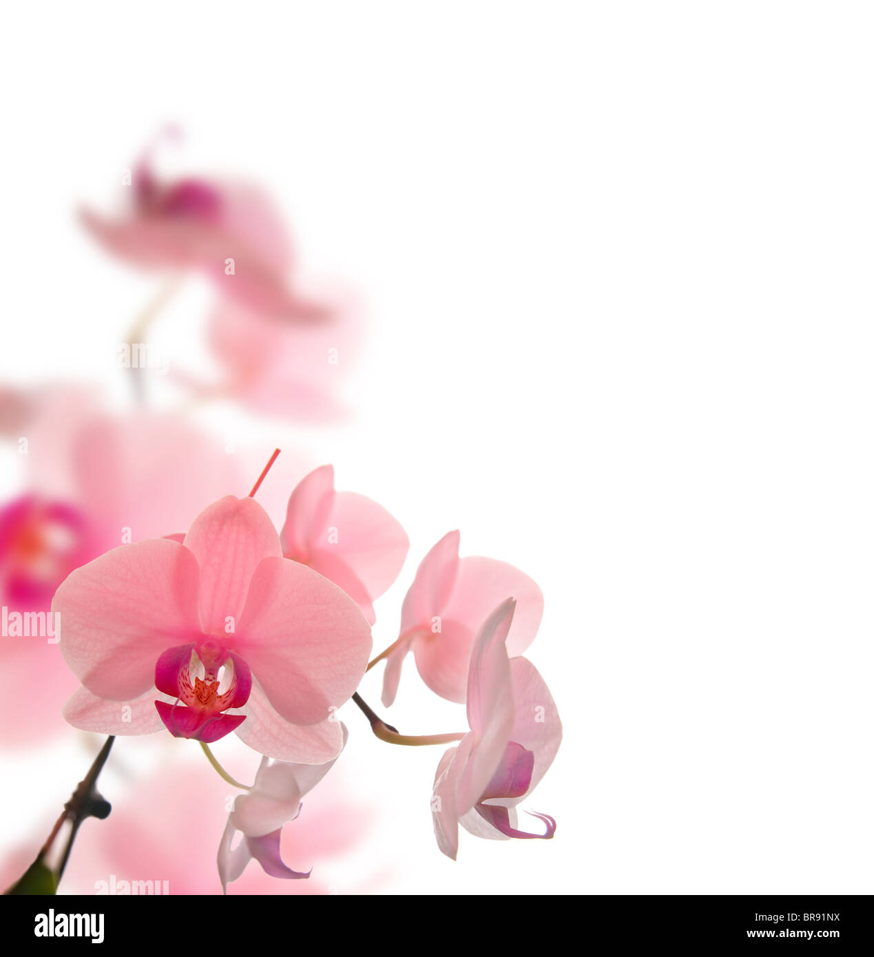 Bellissima fiori in sfondo bianco Foto Stock