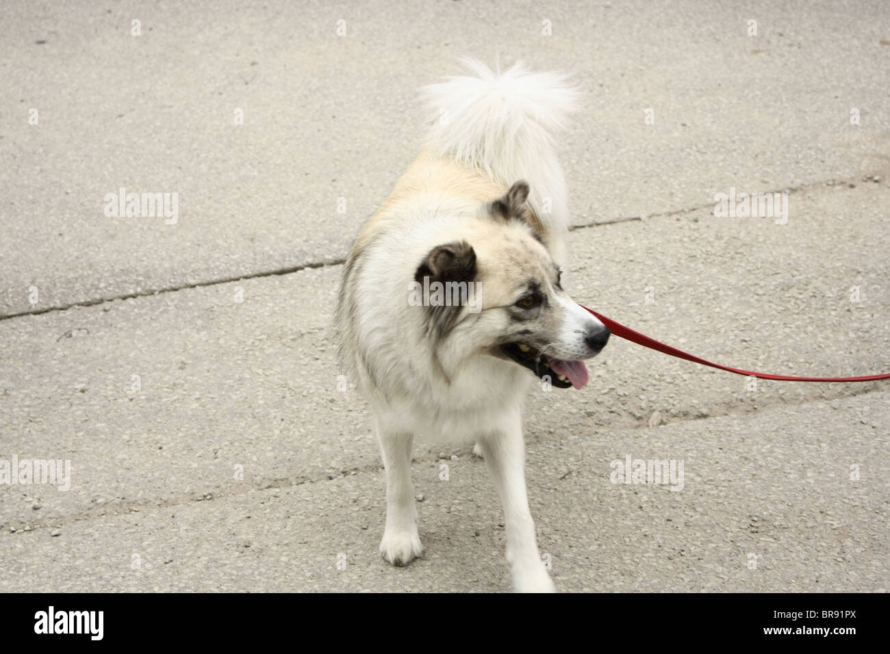White cane al guinzaglio Foto Stock
