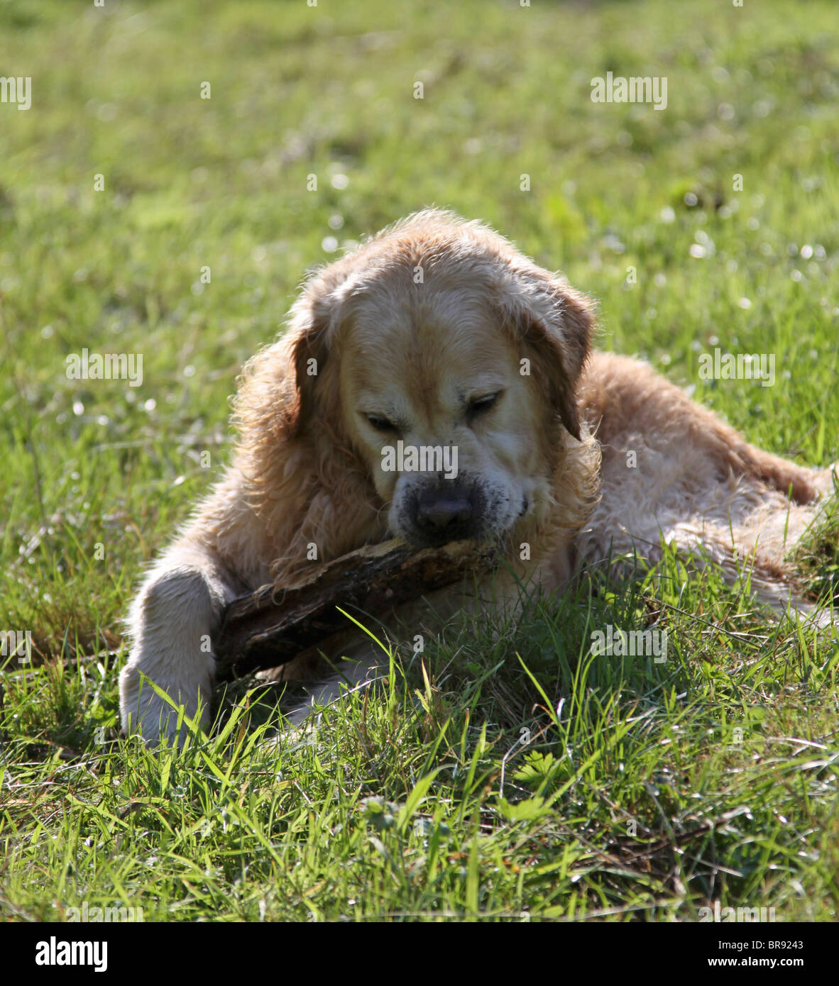 Il Golden Retriever cane masticare un bastone Foto Stock