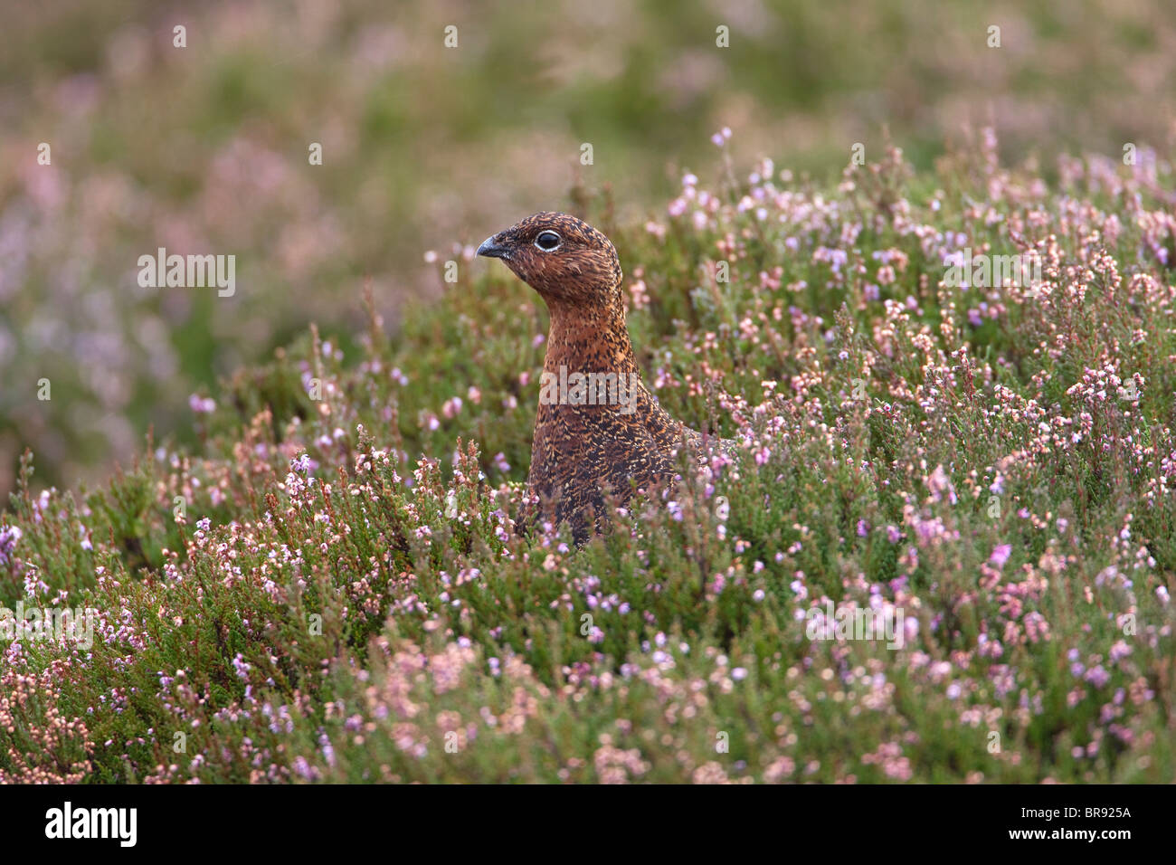 Femmina Red Grouse Lagopus Lagopus su un wet heather moor nel South Yorkshire Foto Stock