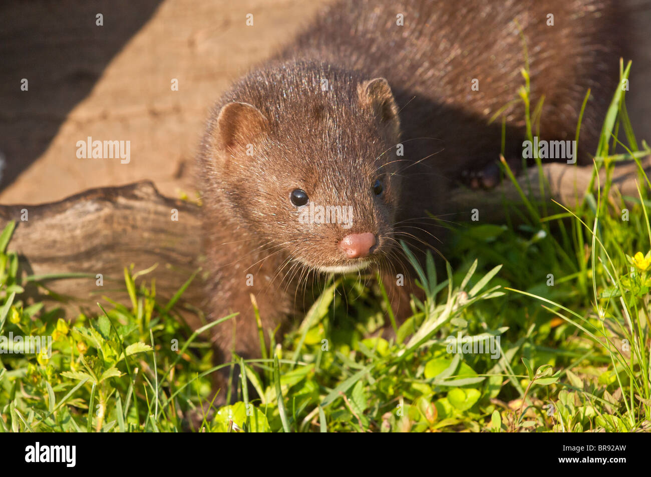 American visone, Mustela (Neovison vison), originaria del Nord America Foto Stock