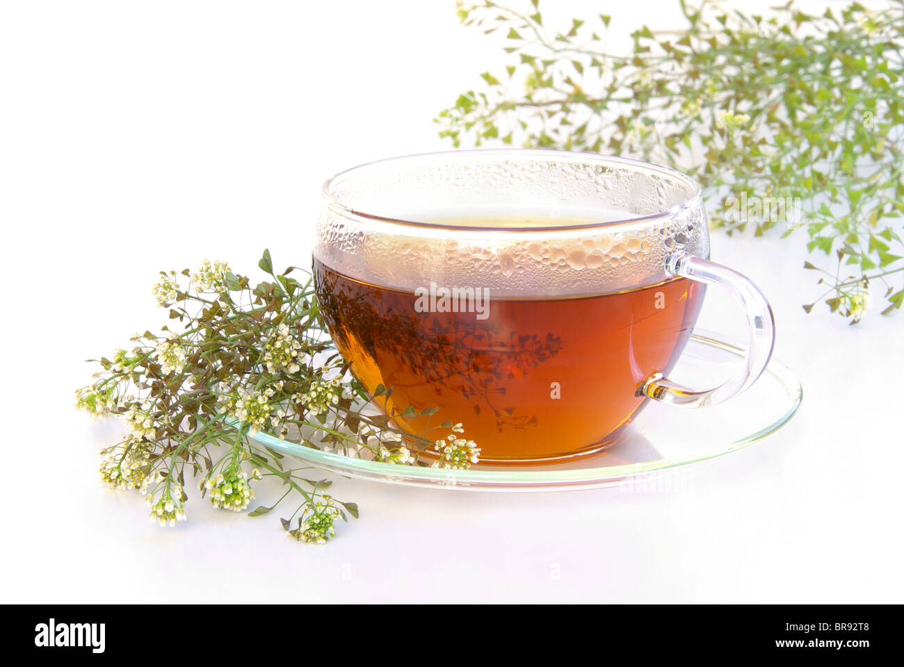 Tee Schafgarbe - tea yarrow 04 Foto Stock