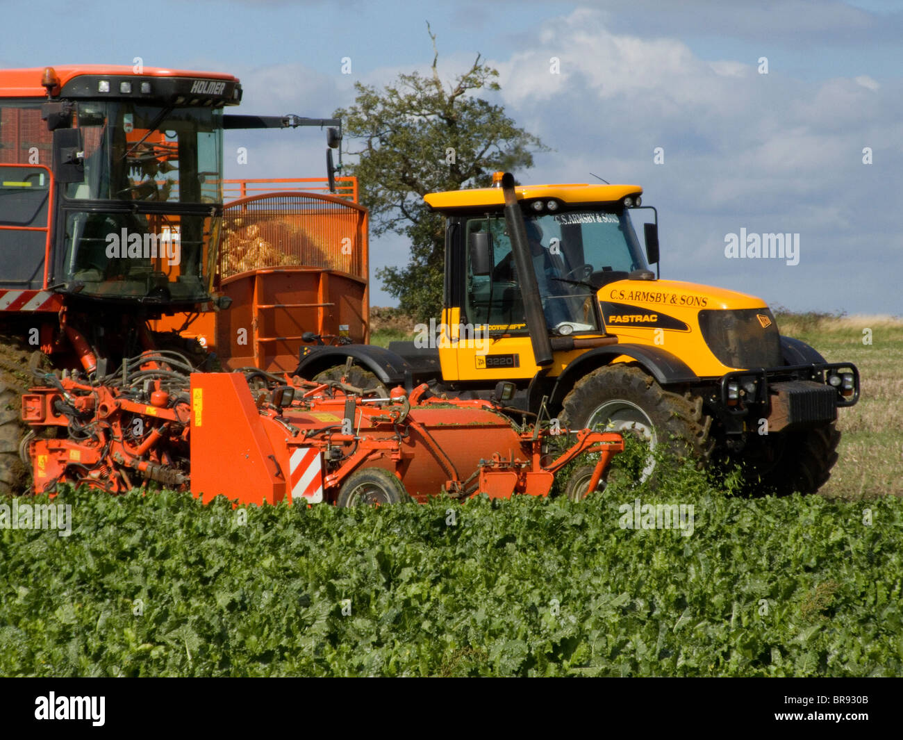 Holmer Terra Dos barbabietola da zucchero harvester a lavorare in un campo di Norfolk su un luminoso e soleggiato settembre giorno per scarico rimorchio Foto Stock
