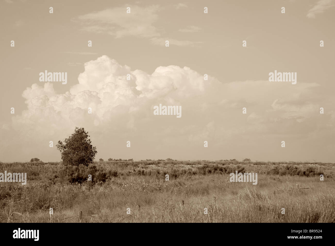Texas paesaggio in bianco e nero Foto Stock