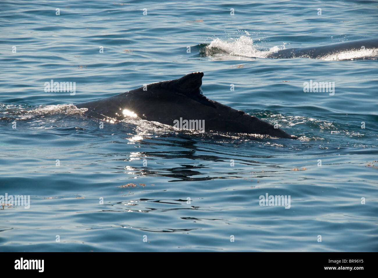 Pinna di una giovane Humpback Whale. Foto Stock
