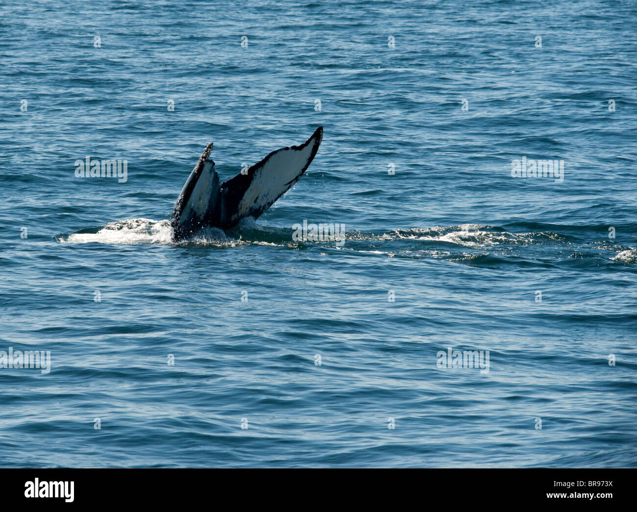 La coda di una Humpback Whale Foto Stock