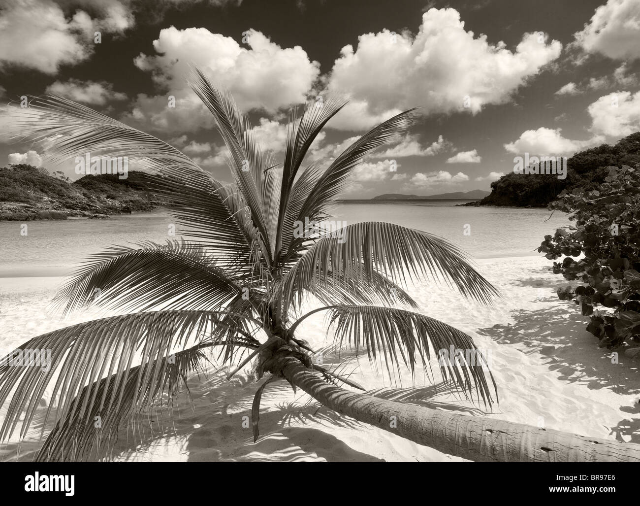 Palma cresce orizzontale a Trunk Bay. Parco Nazionale delle Isole Vergini. San Giovanni. Foto Stock