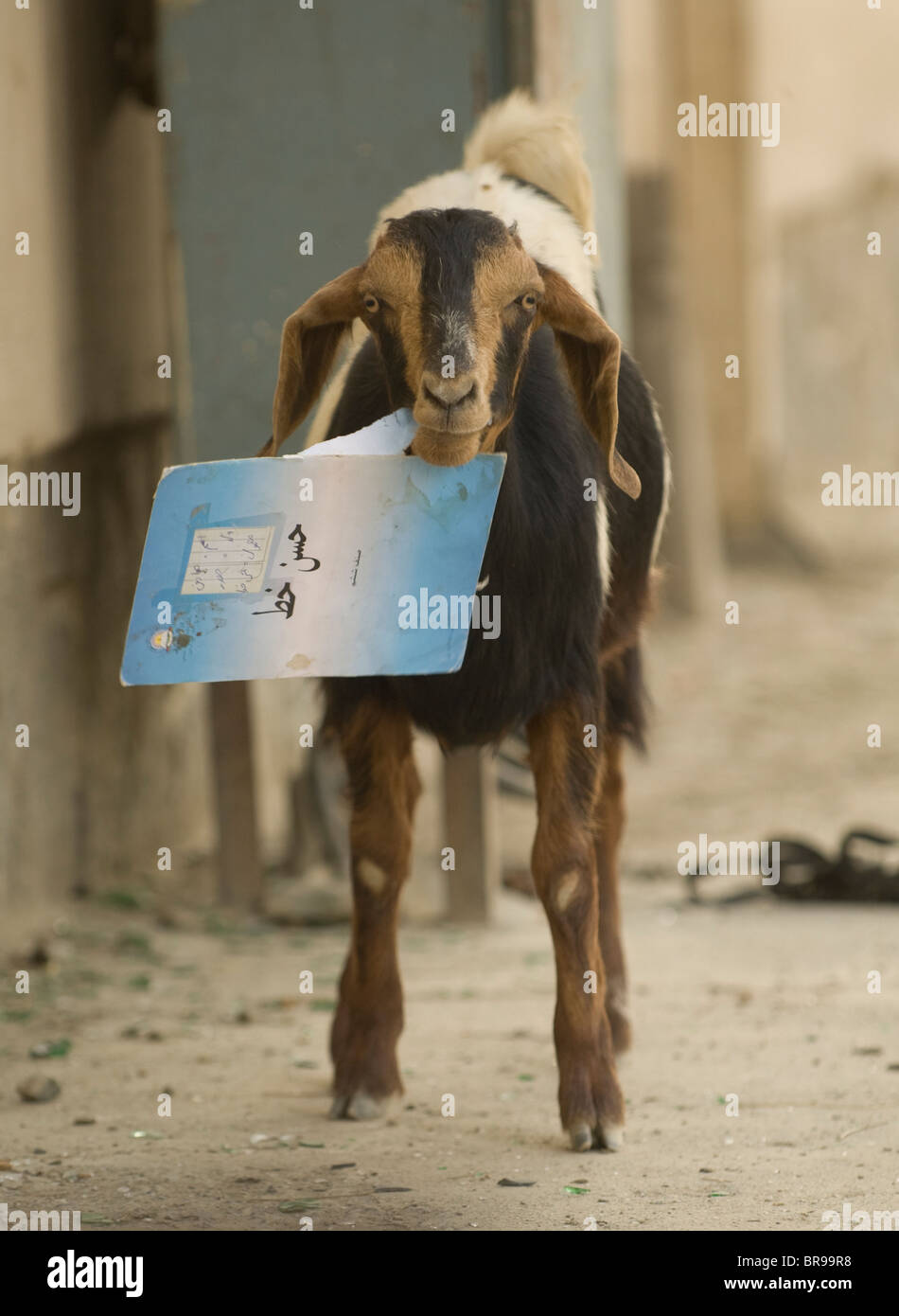 Capra mangia la carta dal cestino. Kabul, Afghanistan Foto stock - Alamy