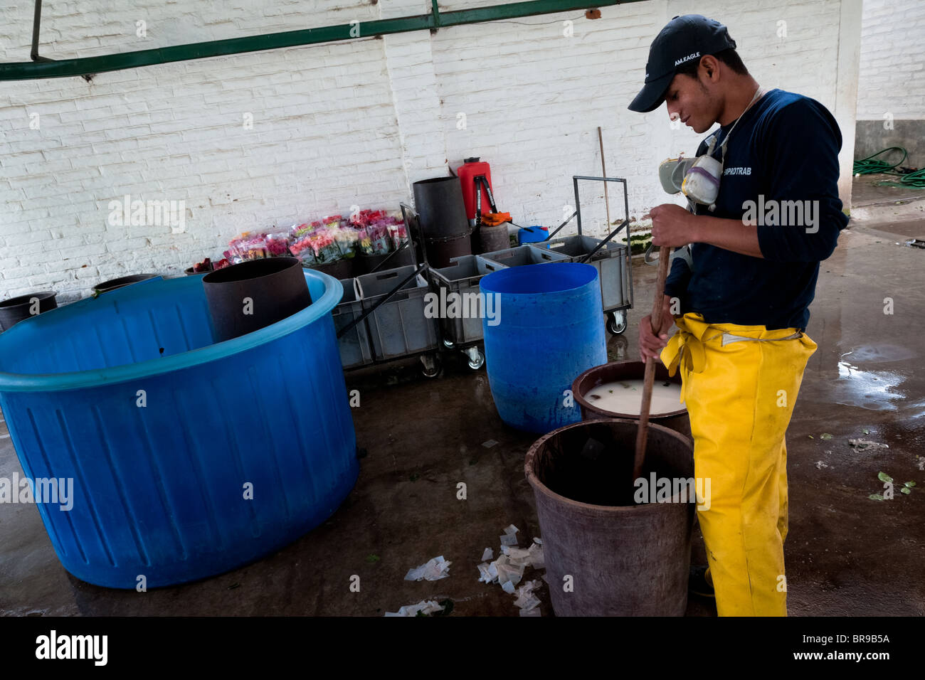 Un lavoratore suscita la diluizione di antiparassitari in un allevamento di fiore in Cayambe, Ecuador. Foto Stock