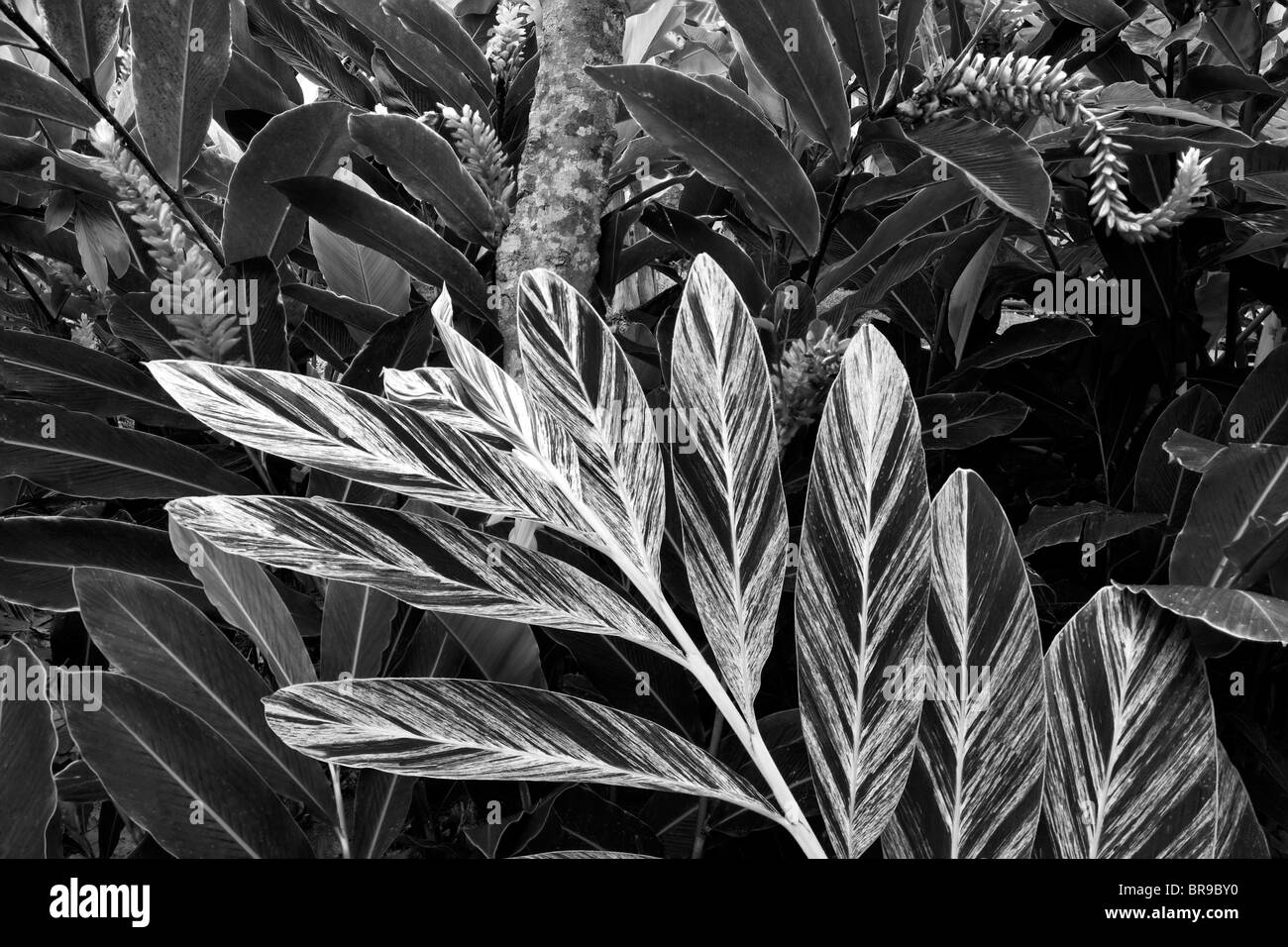 Red Ginger fiori e fogliame tropicale presso San Pietro Great House e Giardini Botanici. San Tommaso. Isole Vergini americane. Foto Stock