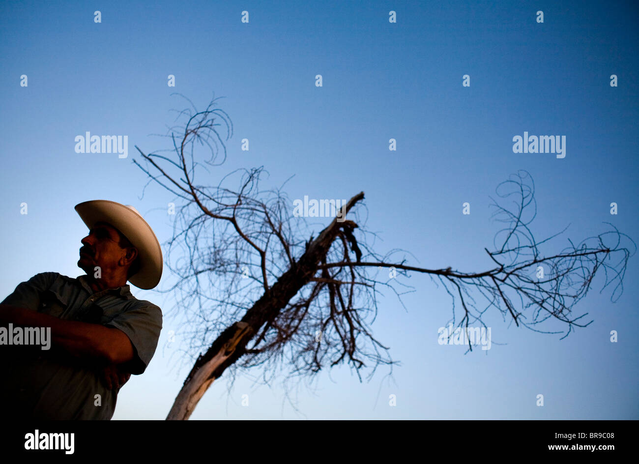 Il cowboy si erge accanto all'albero morto al funerale in Ejido Hermosillo Messico. Foto Stock