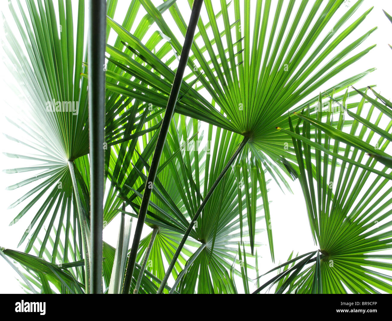 Foglie di palme - canton Ticino - Svizzera Foto Stock