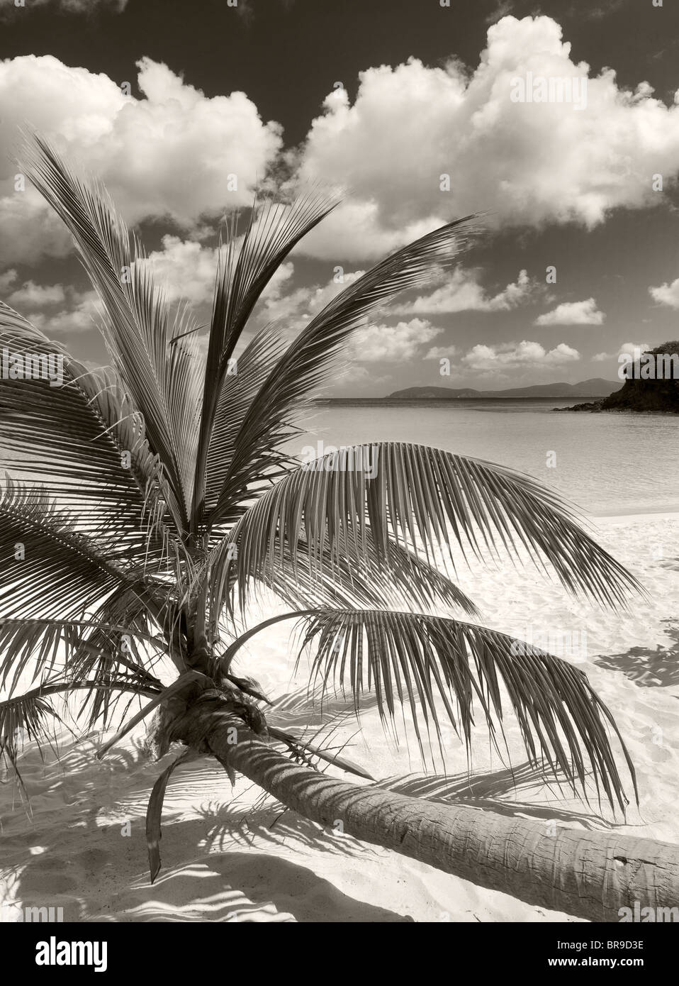 Palma cresce orizzontale a Trunk Bay. Parco Nazionale delle Isole Vergini. San Giovanni. Foto Stock