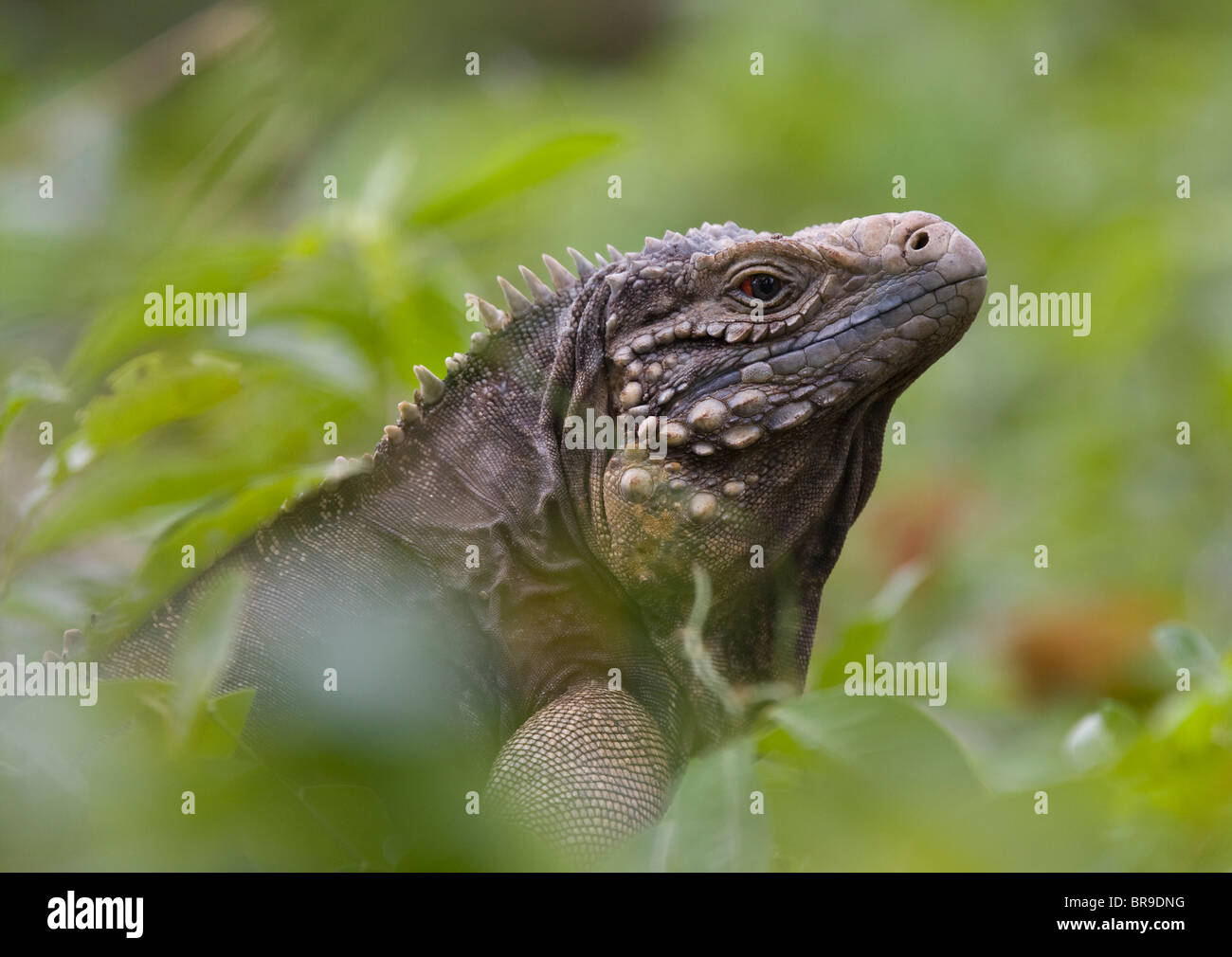 O cubana suolo cubano IGUANA (Cyclura nubila nubila) Guanahacabibes, Cuba. Specie in via di estinzione. Foto Stock