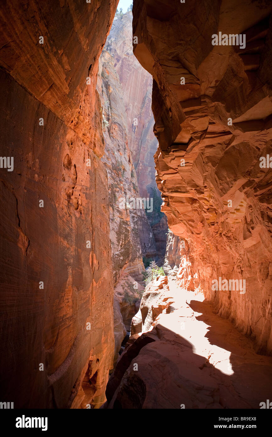 Slot canyon trail all'interno del Parco Nazionale di Zion nel sud dello Utah. Foto Stock