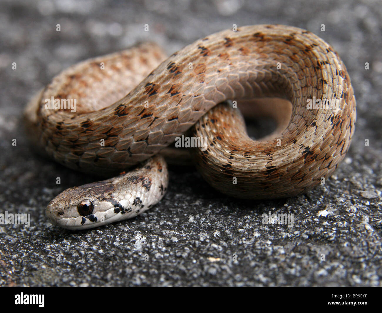 Un Corpo colpo di un marrone del Nord o del DeKay Snake (Storeria dekayi) Foto Stock