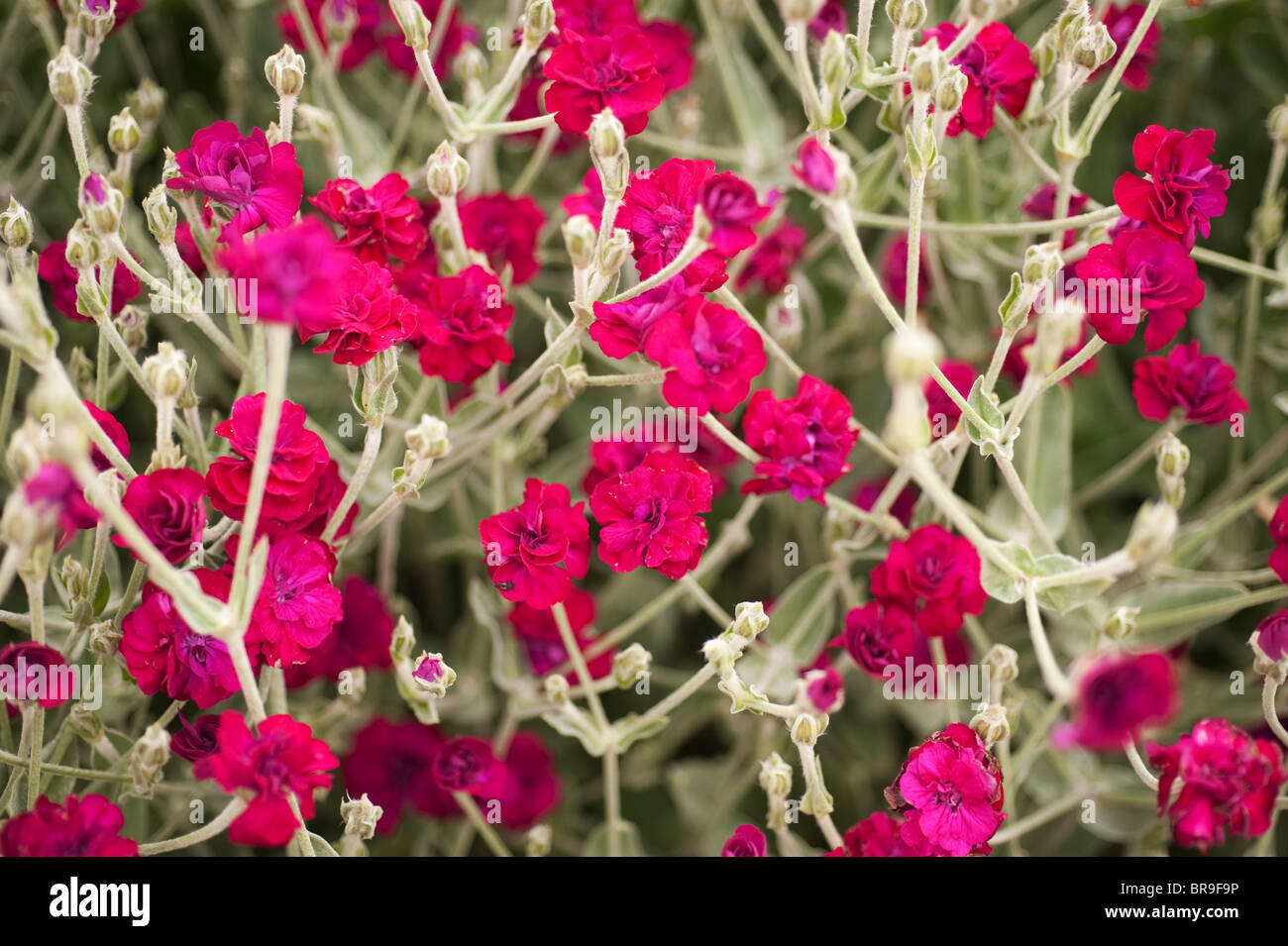 Lychnis coronaria "giardinieri Blych mondiale', Rose Campion Foto Stock