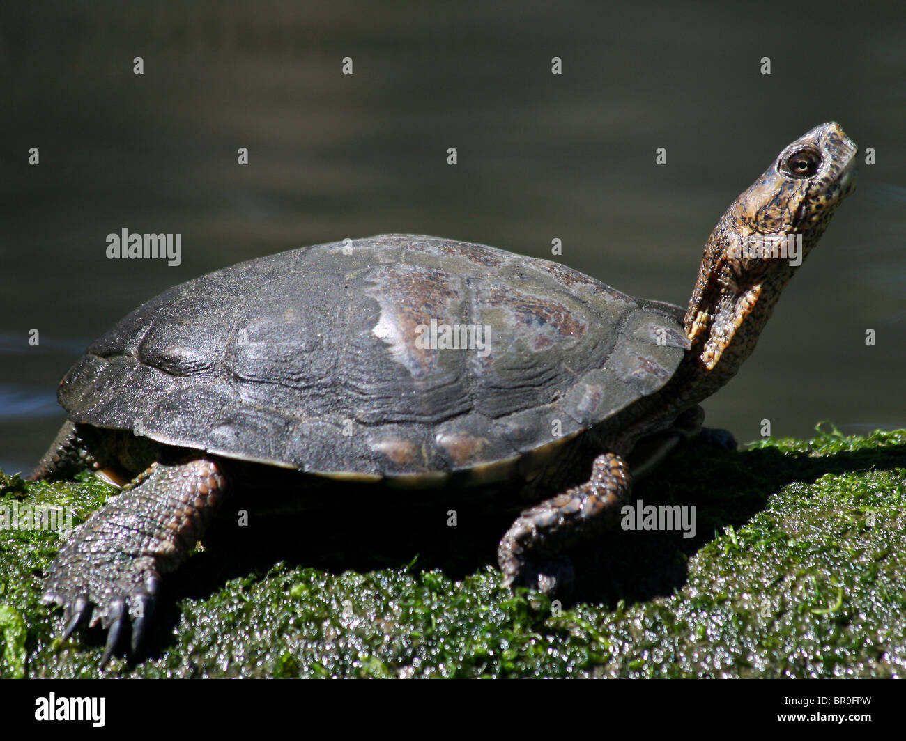 Western Pond Turtle o Pacifico Pond Turtle, (Actinemys marmorata) a Los Osos, California Foto Stock