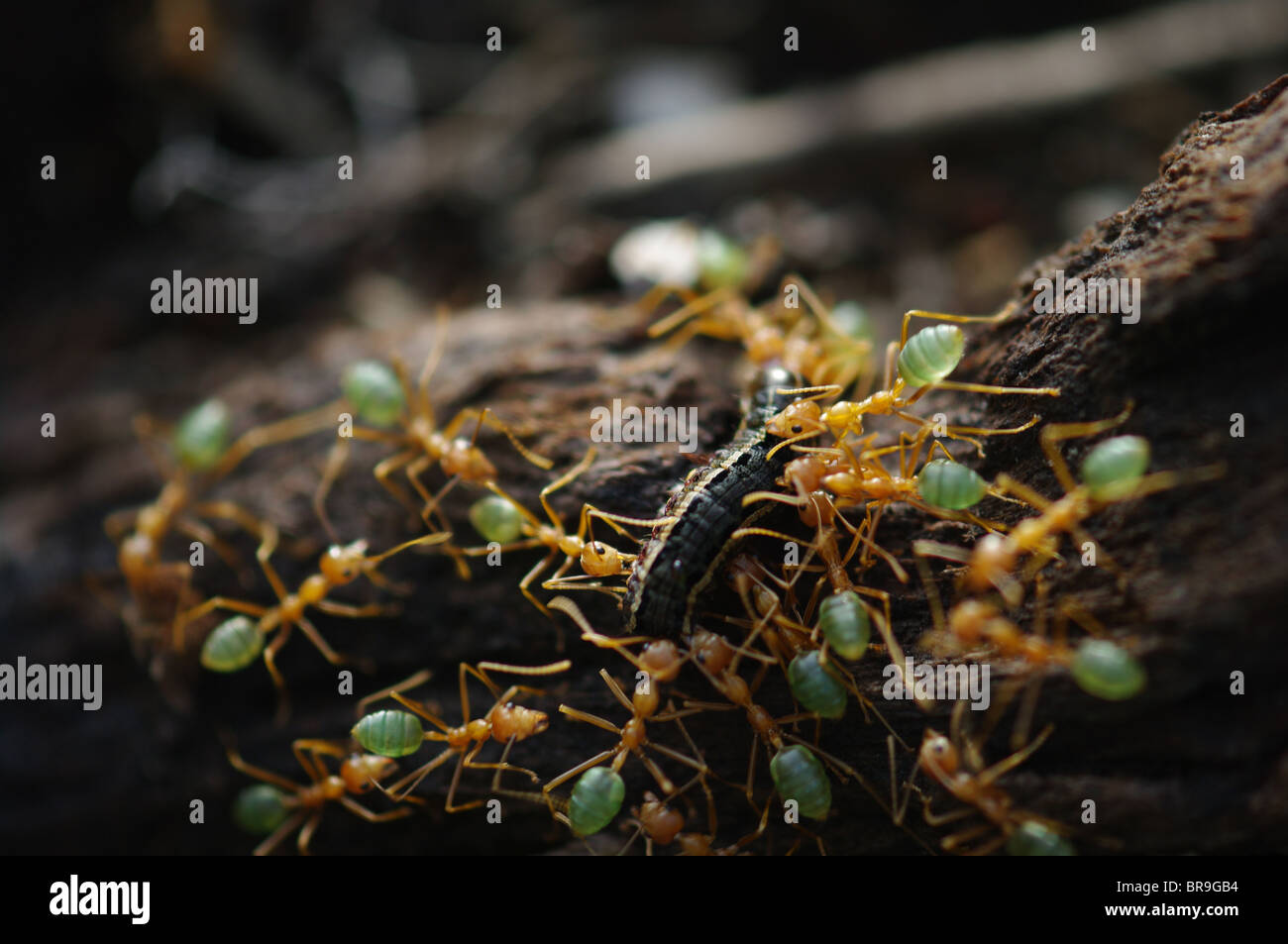 Tessitore di verde formiche (Oecophylla smaragdina) tenendo giù un bruco nel Parco Nazionale di Litchfield, Territorio del Nord, l'Australia. Foto Stock