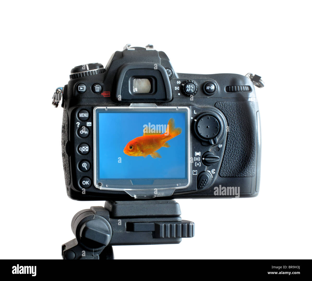 Una fotocamera digitale SLR montato su un treppiede,che mostra un nuoto pesce d'oro sullo schermo LCD. Foto Stock