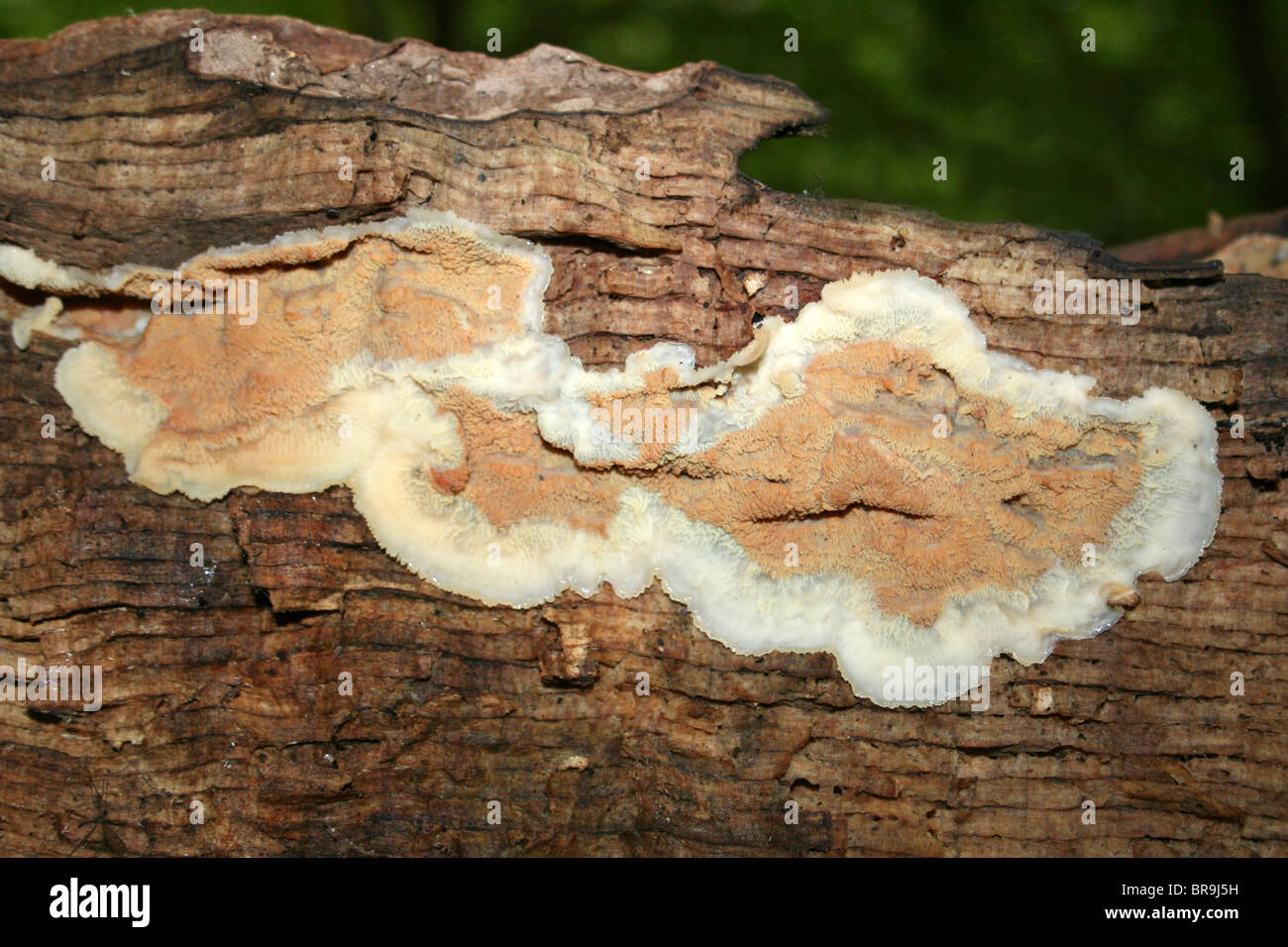 Jelly rot fungus tremellosa Phlebia prese a Dibbinsdale LNR, Wirral, Regno Unito Foto Stock
