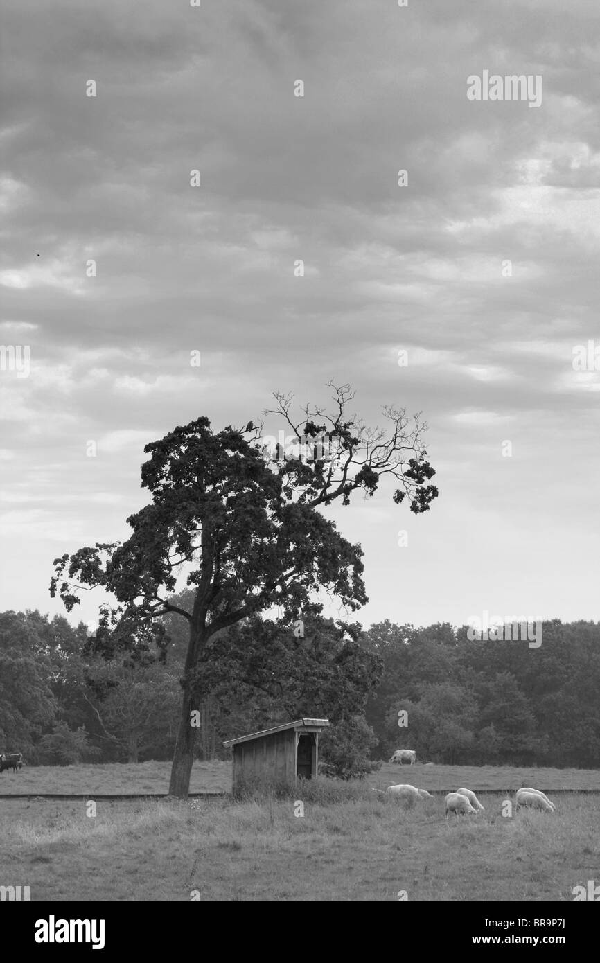 La struttura ad albero in una fattoria. Foto Stock