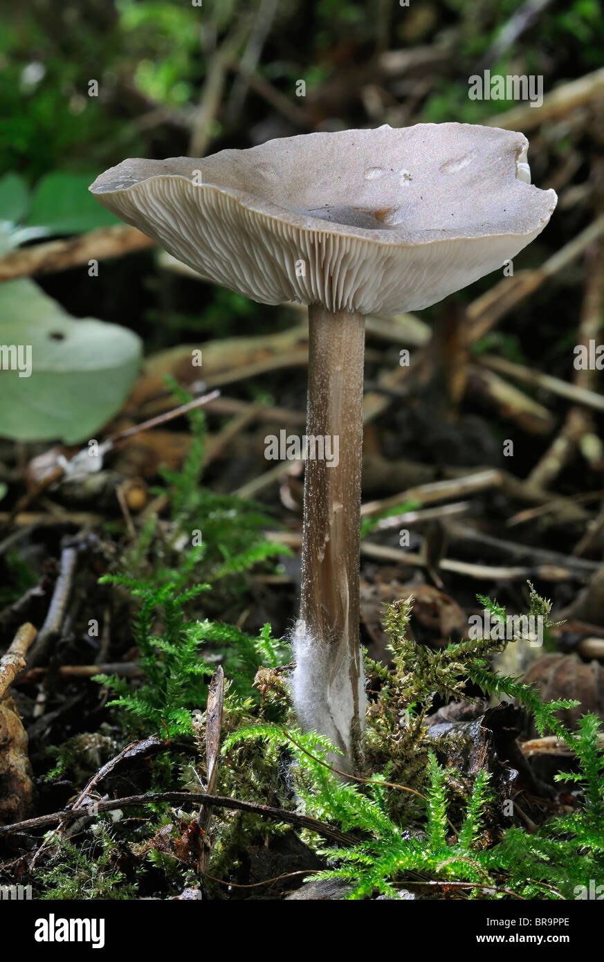 Smoky Cavalier fungo - Melanoleuca exscissa Foto Stock