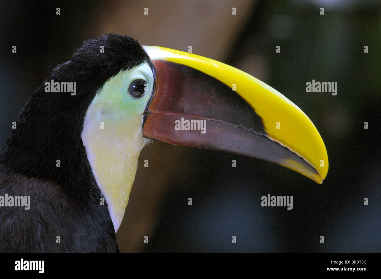 Uccellino a becco grande castagno TOUCAN mandibola Foto Stock