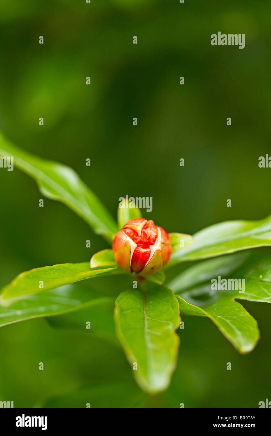 Fiore rosso Melograno (Punica granatum) all'inizio dell'Autunno Foto Stock