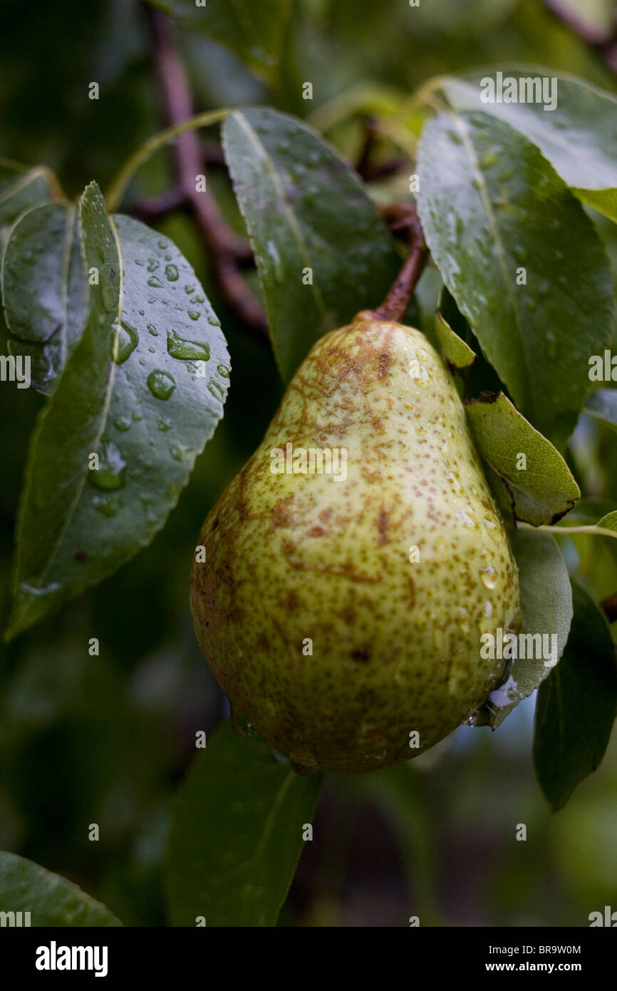 Una pera su di un albero di pera. Foto Stock