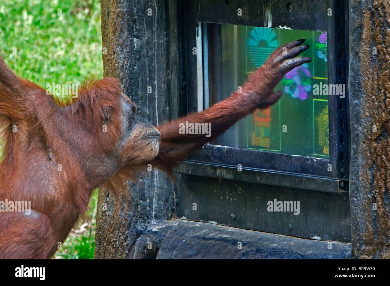 Orangutan giocare Computer gioco presso lo Zoo di Atlanta Foto Stock
