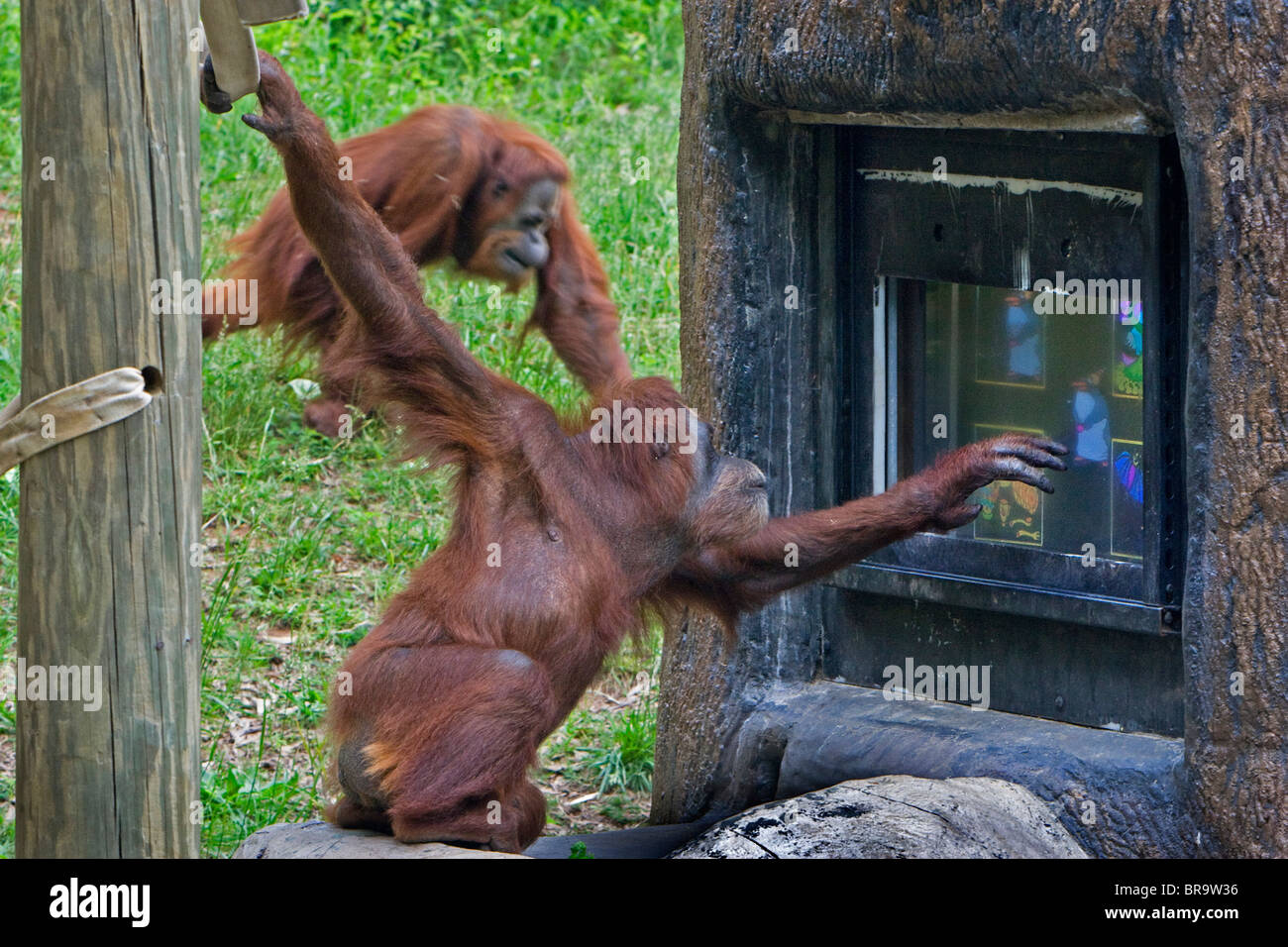 Orangutan giocare Computer gioco presso lo Zoo di Atlanta Foto Stock
