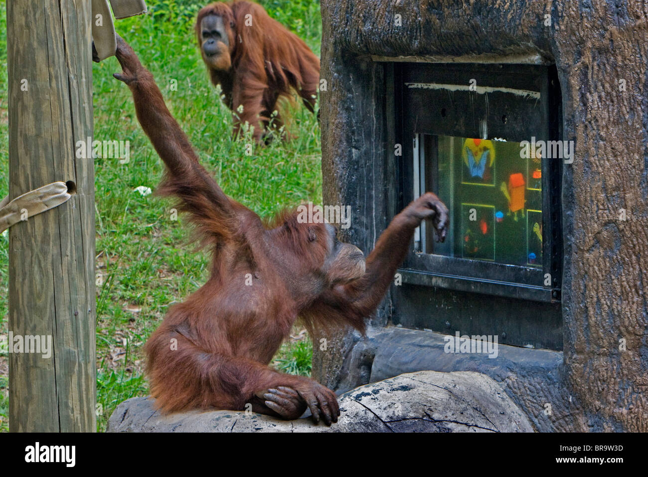 Orangutan giocare Computer gioco presso lo Zoo di Atlanta Foto Stock