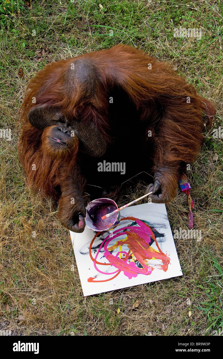 Orangutan pittura presso lo Zoo di Atlanta Foto Stock