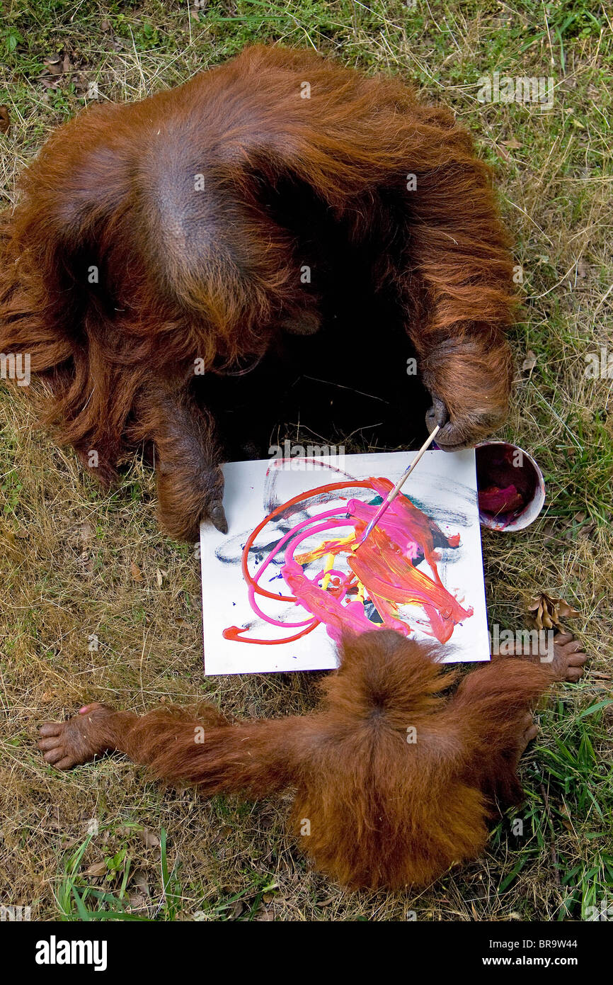 Orangutan pittura presso lo Zoo di Atlanta Foto Stock
