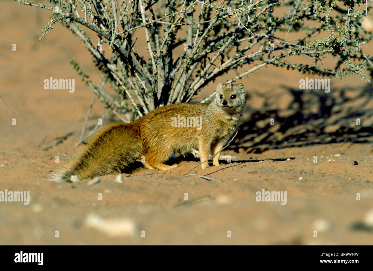 Giallo Mongoose Cynictis penicillata Kalahari - Gemsbok National Park in Sud Africa Foto Stock