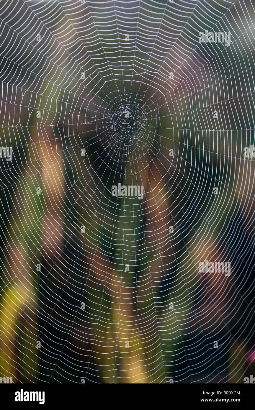 Spider Web in un giardino Foto Stock
