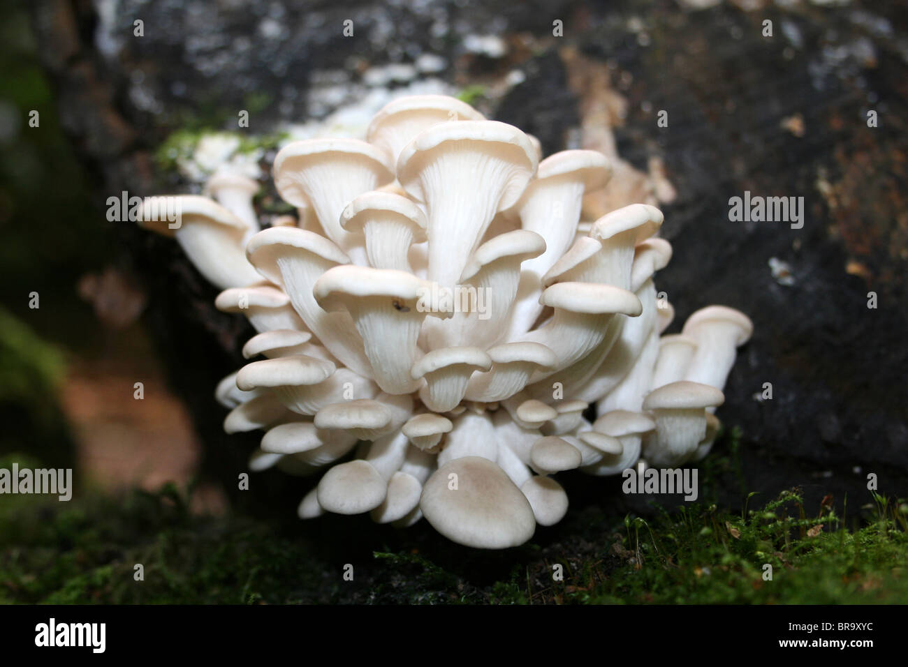 Oyster ramificato fungo Pleurotus cornucopiae prese a Eastham Country Park, Wirral, Regno Unito Foto Stock
