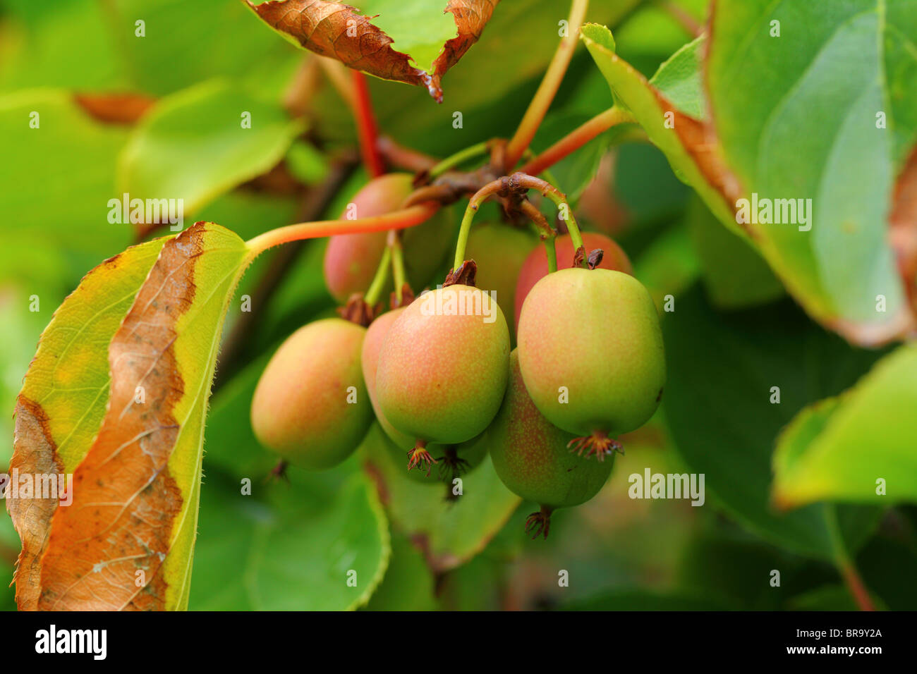 Hardy kiwi kiwifruits Actinidia arguta Foto Stock